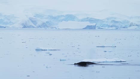 antarctica wildlife of humpback whale tail fluke in slow motion, whales surfacing, blowing and breathing air through blowhole spout, diving in antarctic peninsula southern ocean sea water