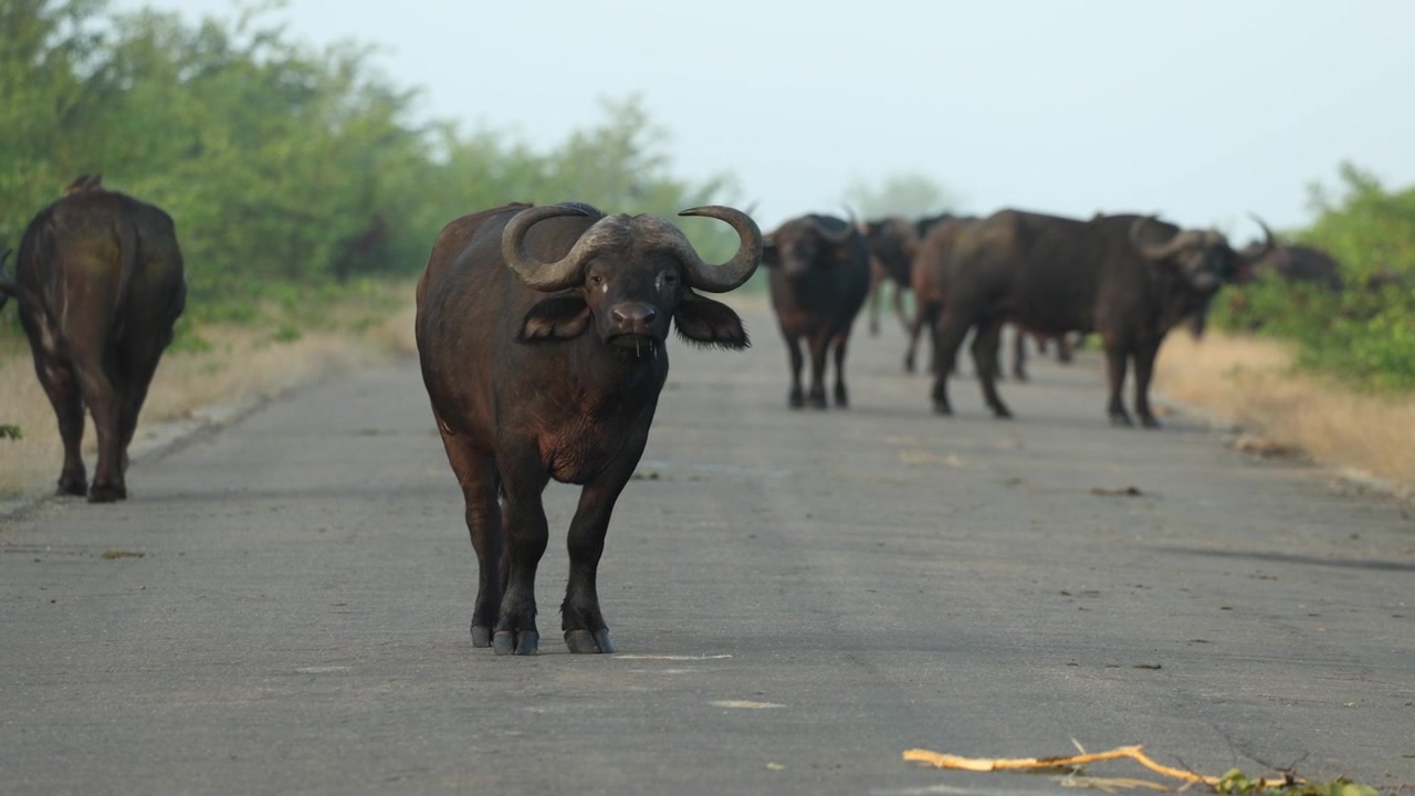 Una femmina di bufalo cafro guarda attenta verso la telecamera, mentre il resto della mandria attraversa la strada asfaltata sullo sfondo in una mattina nebbiosa, Parco Nazionale Kruger, Sudafrica.