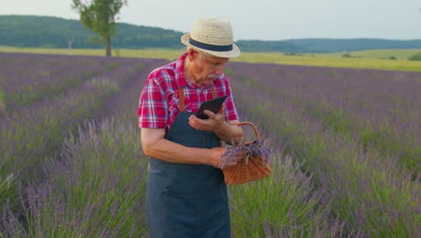 Senior-farmer-grandfather-in-field-growing-lavender,-holding-digital-tablet-and-examining-harvest