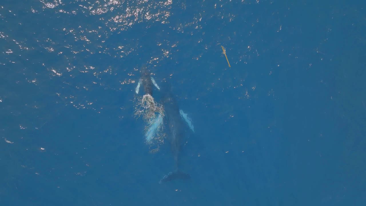 거대한 바다에서 헤엄치는 고래의 웅장함을 발견하십시오.