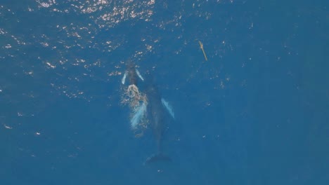 descubra la majestuosidad de las ballenas que nadan en las vastas aguas del océano.