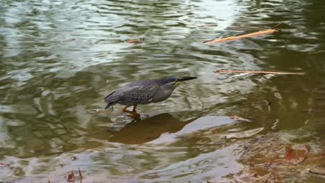 Hunched-posture-striated-heron,-butorides-striata,-or-mangrove-heron,-walking-in-shallow-water,-stalks-and-strikes-at-small-prey,-close-up-shot