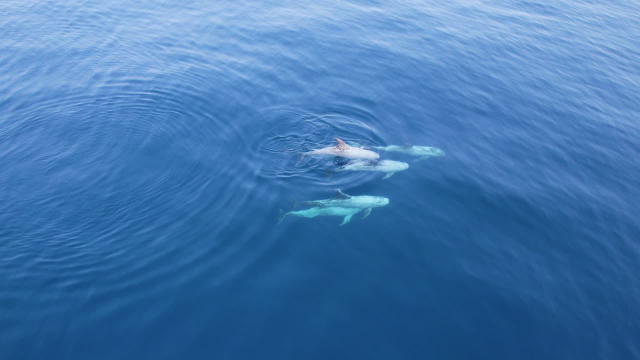 Pod Of Risso's Dolphin In The Blue Sea