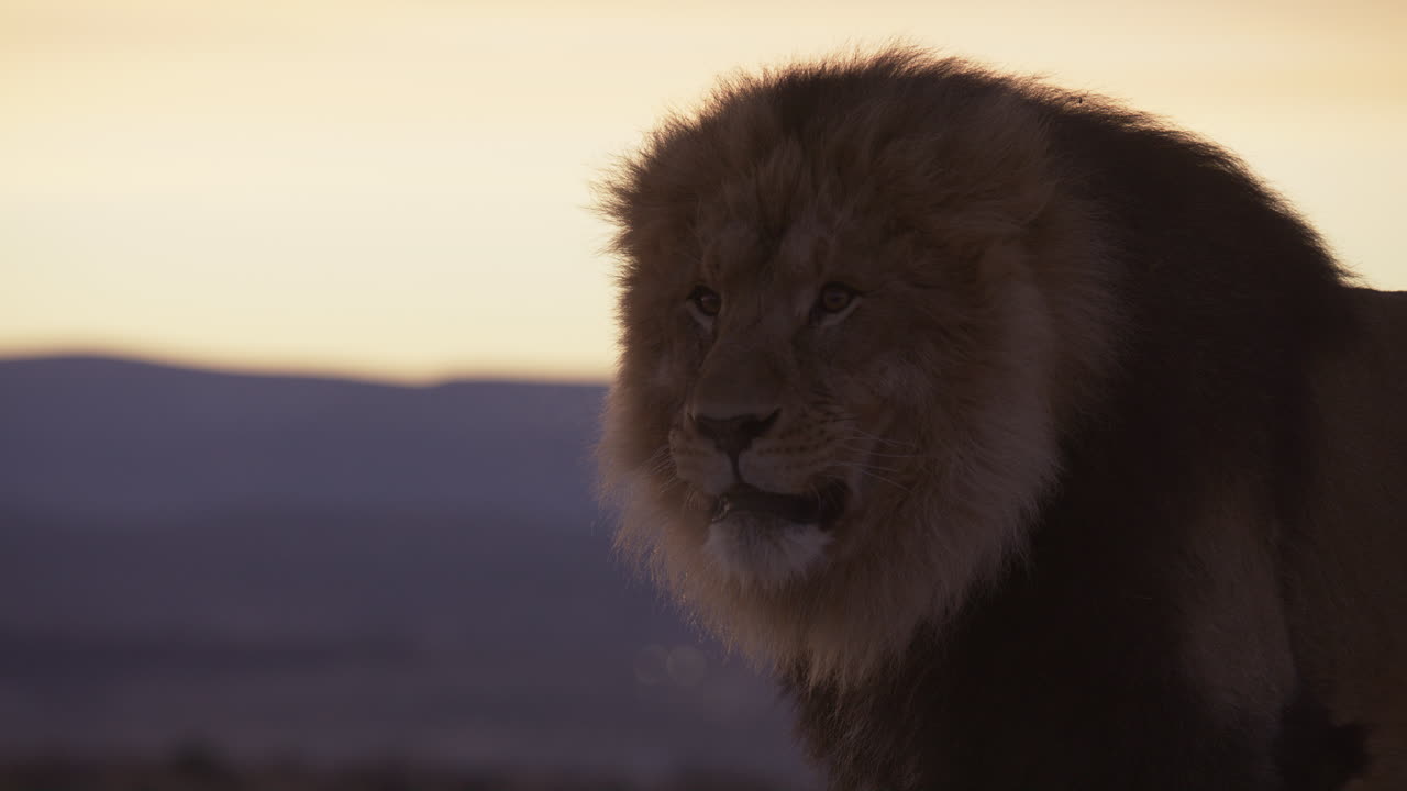 el león africano maullando en cámara lenta
