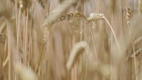 grain field with brown grain stalks for harvesting