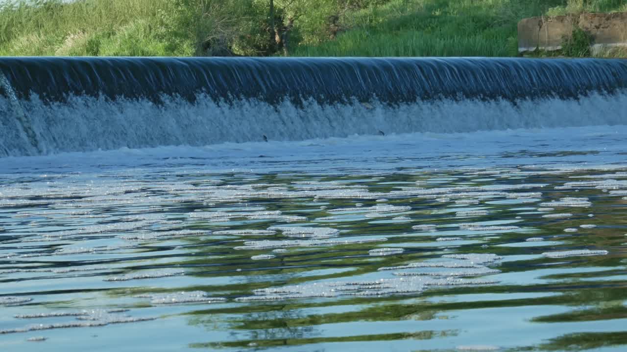 Carp Cypriniformes Leaping Upsteam River Weir. 4K Footage