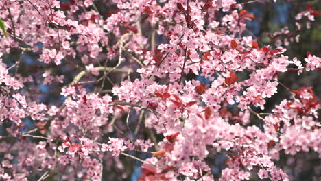 Beautiful-pink-spring-flowers-on-tree,-closeup-tilt-down-shot