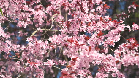hermosas flores rosadas de primavera en el árbol, primer plano inclinado hacia abajo