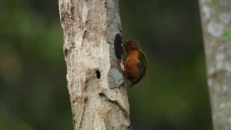 El-Pájaro-Piculet-Rufo-Golpea-Madera-Seca-Con-Su-Pico