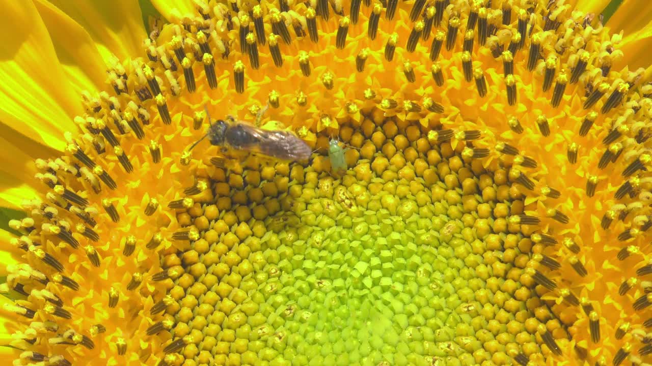 abeja e insecto en el vibrante centro de girasol