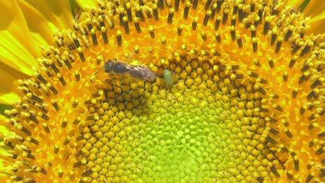 Abeja-E-Insecto-En-El-Vibrante-Centro-De-Girasol