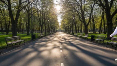 serene park pathway: a peaceful stroll through lush green trees on a sunny day, capturing the tranquility of nature in the heart of the city