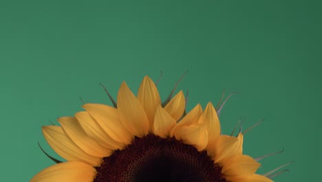 Primer-Plano-Revelador-De-Un-Girasol-En-Plena-Floración-Con-Un-Fondo-Verde