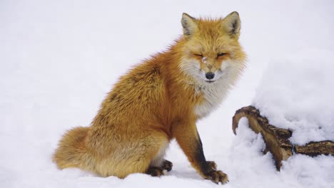 red fox alone in the snow, cold winter day