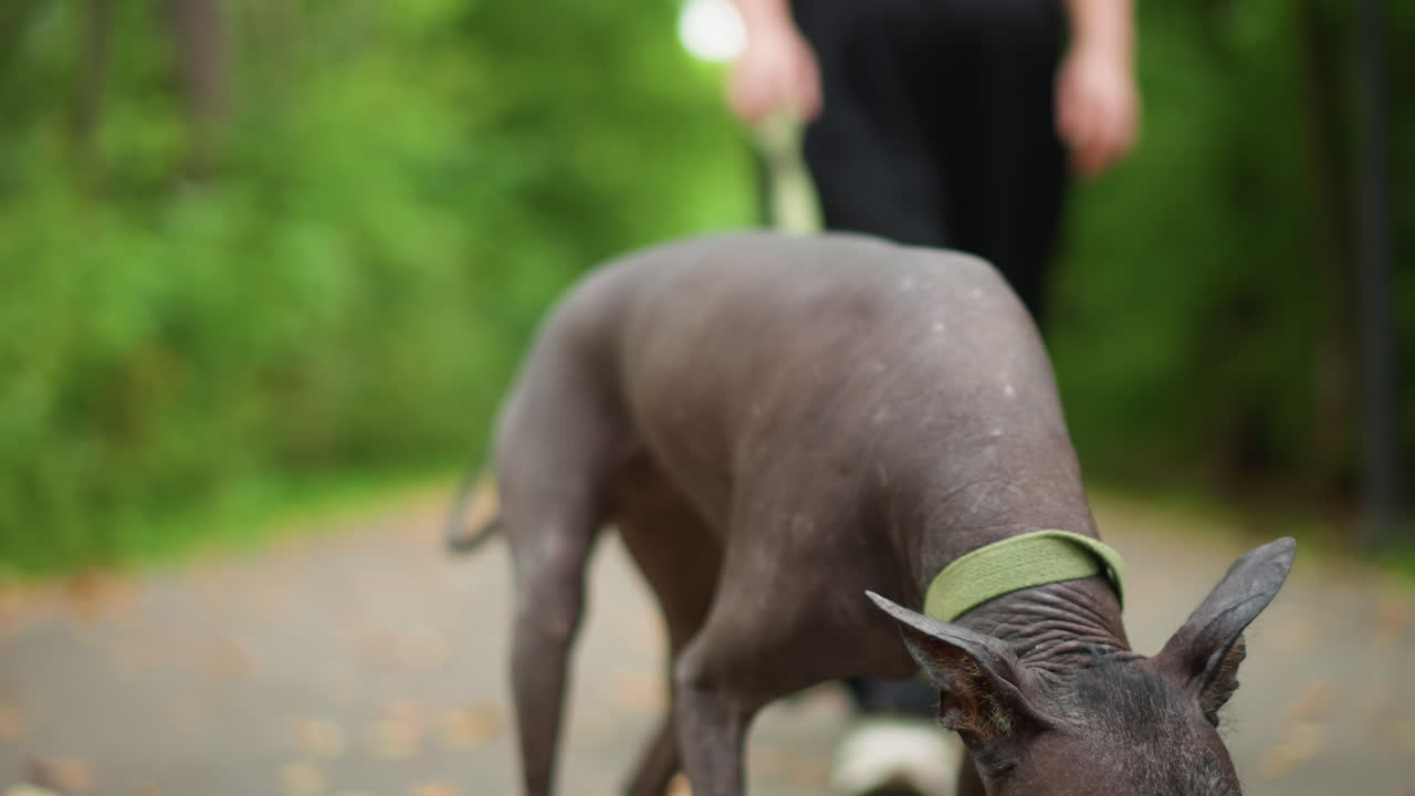 Owner Strolls With Hairless Dog Outdoors, Walking Pet In Lush Park Environment With Owner Present, Individual Exercises With Dog In Natural Setting Among Green Trees And Open Spaces