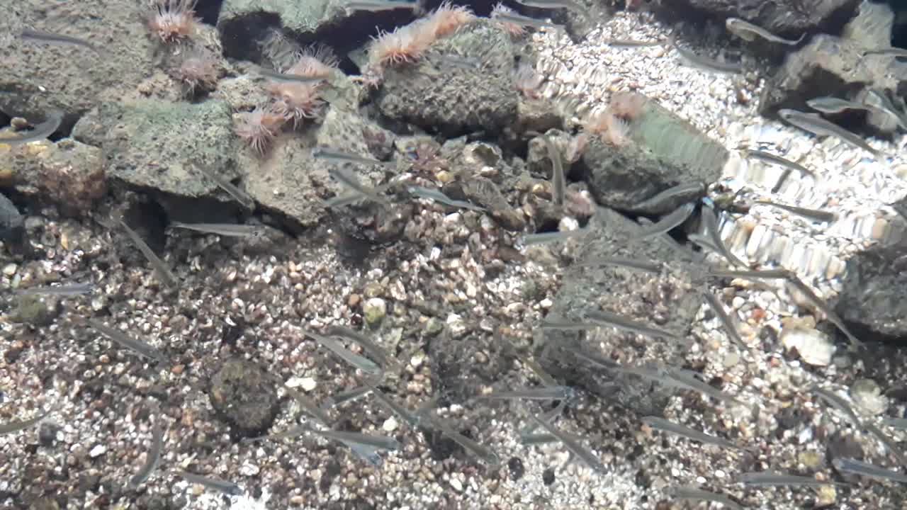 풀 hd로 크고 사실적인 수족관에서 헤엄치는 많은 회색 작은 물고기들