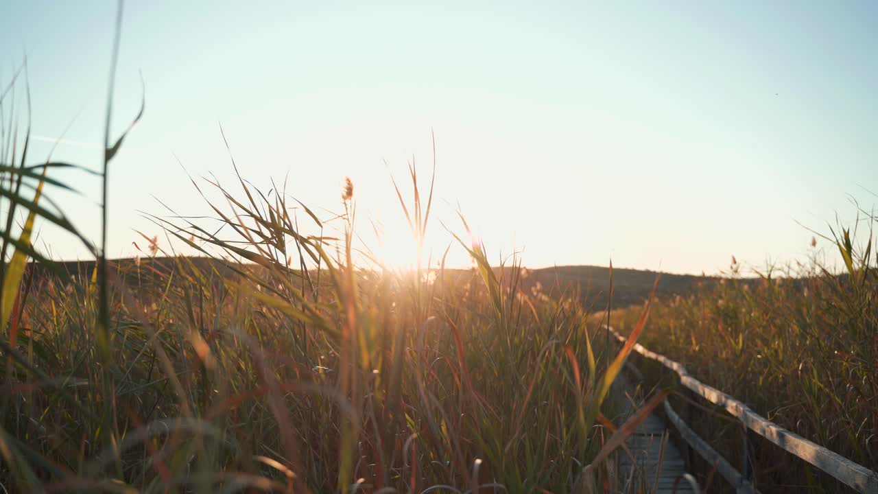 View of wooden walkway in green feather grassy meadow by hillside with bright white sun and halos at sunset, handheld pan