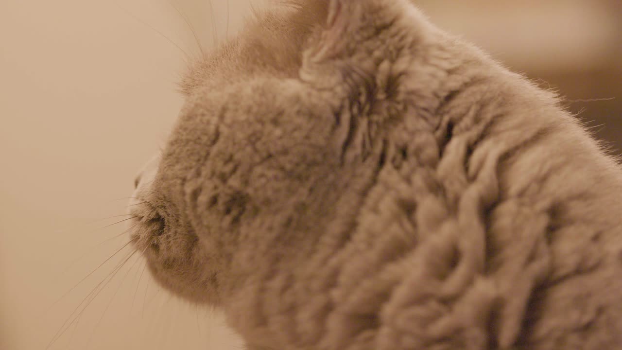 Perfil de Gato Cinzento