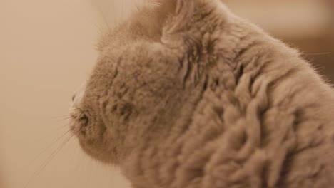 grey cat profile