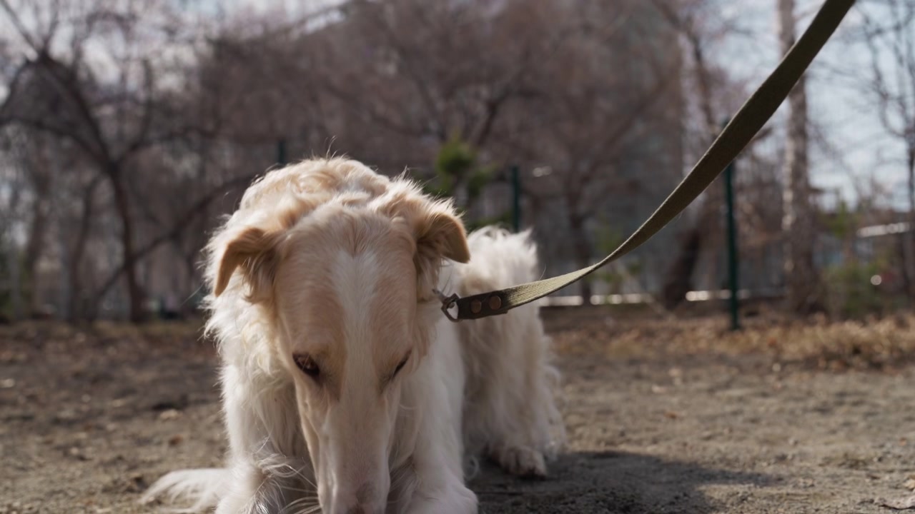 Cane bianco con pelo lungo giace a terra nel parco, occasionalmente guarda in alto e intorno mentre è al guinzaglio. Lo sfondo presenta alberi spogli e un ambiente esterno sotto luce naturale.