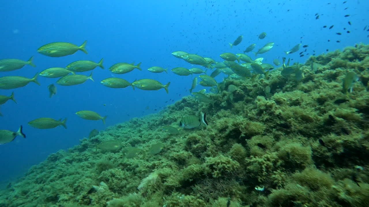 School of fish swimming near a coral reef
