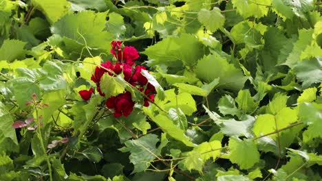 Ein-Strauß-Roter-Rosen-In-Grünen-Blättern-Der-Weinrebe-Im-Frühling