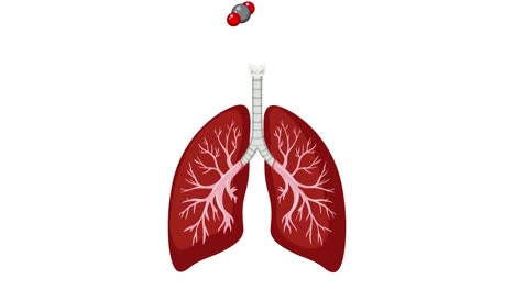 animation depicting the cycle of breathing
