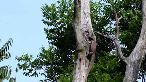 El-Lagarto-Monitor-Nublado-Se-Encuentra-En-Tailandia-Y-Otros-Países-De-Asia