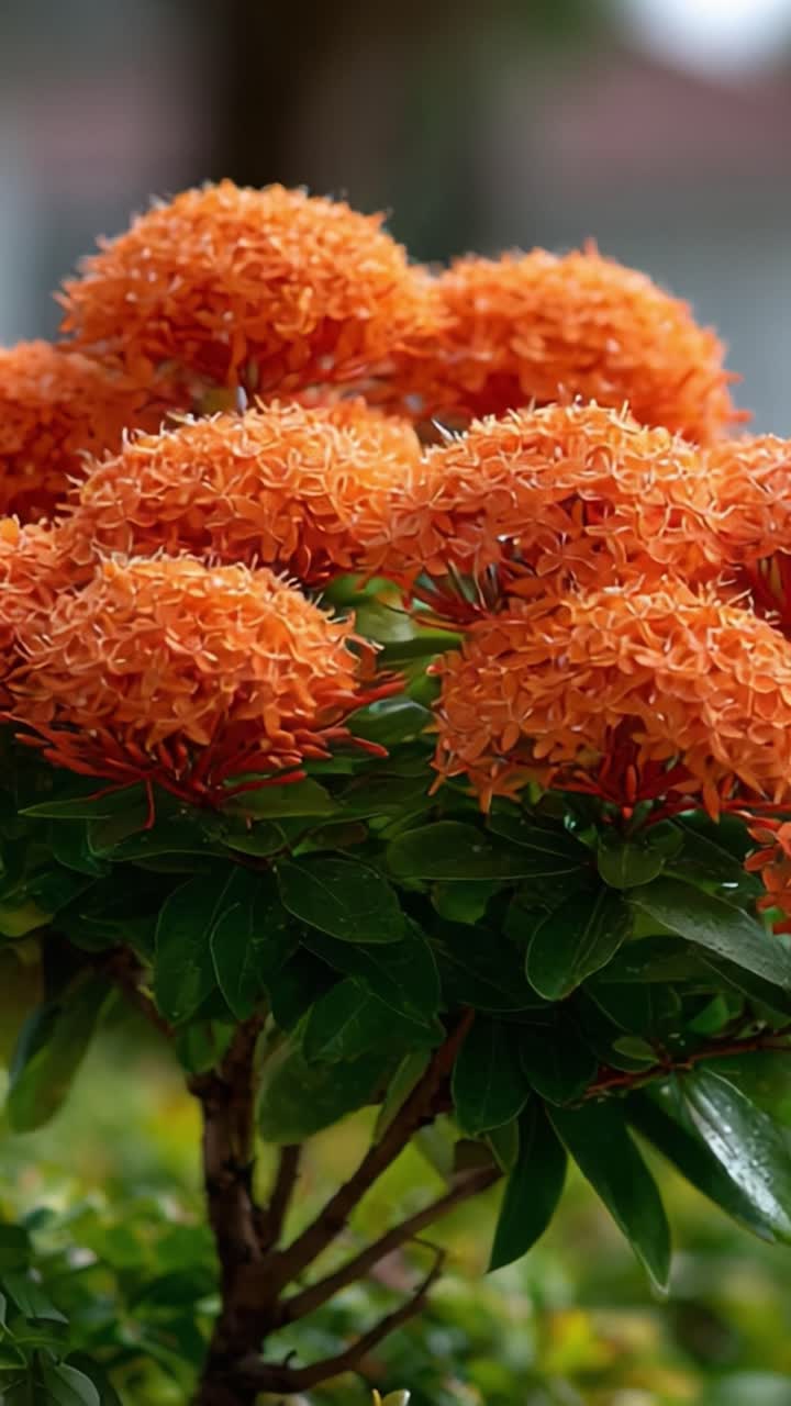 Vibrant Blossoms: A Stunning Display of Orange-Flowering Plants with Lush Green Foliage, Showcasing Nature's Beauty in Full Bloom Under Gentle Sunlight