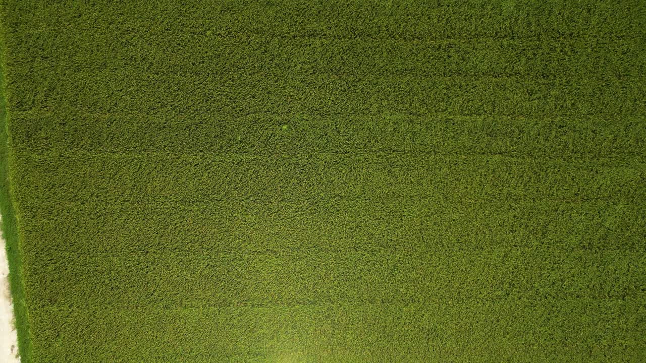 vista del dron desde arriba hacia abajo sobre los campos de arroz verdes ondeando suavemente en el viento