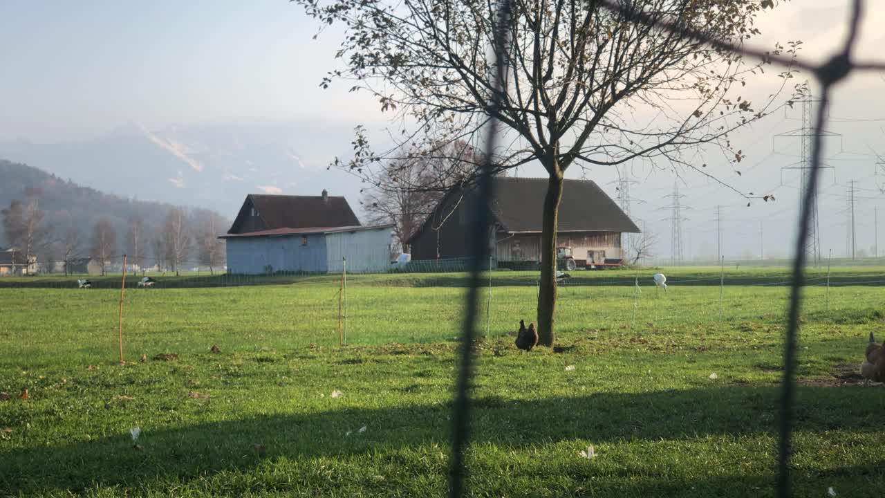 농장 구내에서 먹이를 따는 방목 닭과 회색 왜가리