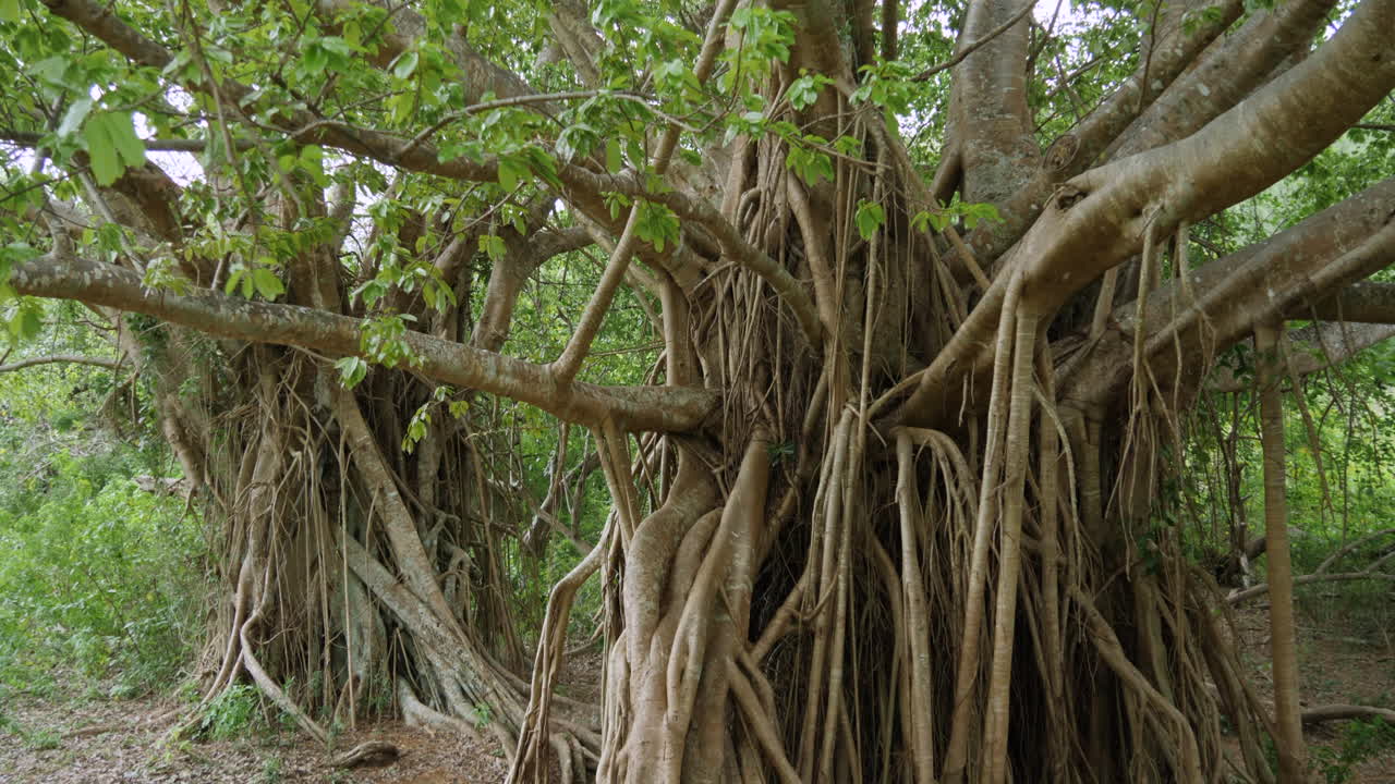 gran árbol de baniano que crece en la isla de grande terre, nueva caledonia