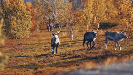 three reindeer walk through the autumn tundra