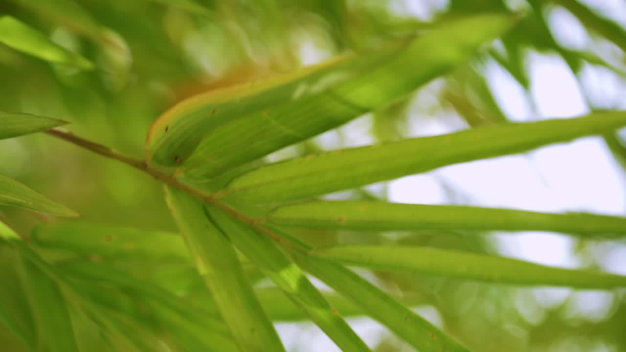 Discover the serene beauty of lush bamboo leaves swaying gently in the breeze.
