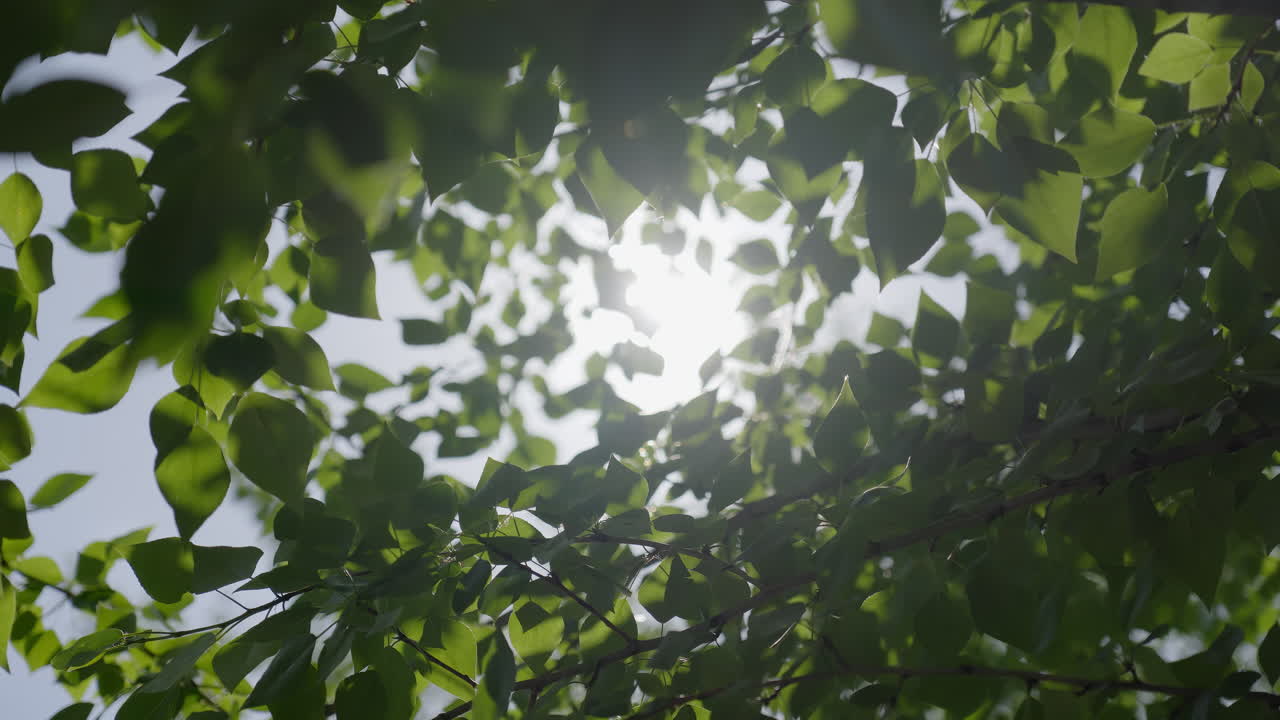 빛이 울창한 초록색 잎을 통해 필터링