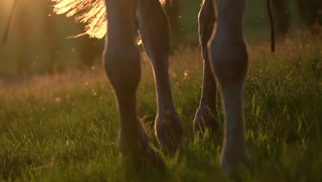 close view of the legs of a horse walking in slow motion over a grass field during the sunset