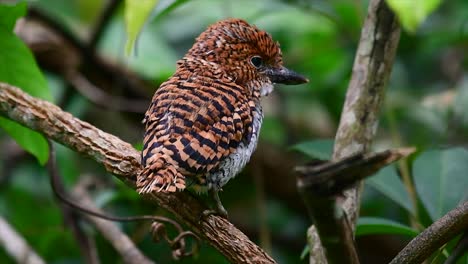 un martín pescador de árboles y una de las aves más hermosas que se encuentran en tailandia dentro de las selvas tropicales