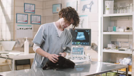 veterinarian examining ears of cat in clinic