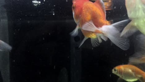 beautiful red goldfish swimming  in an aquarium