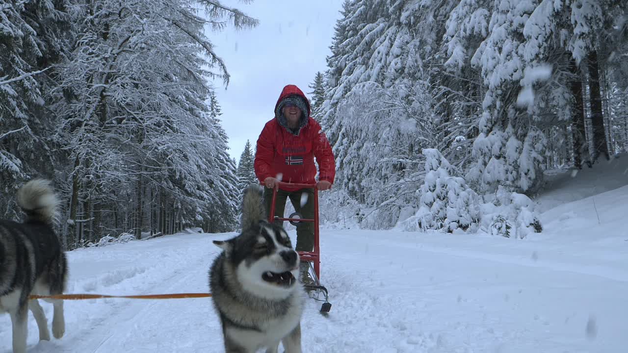 perros husky arrastrando a un hombre en un trineo, nieve cayendo sobre ellos, en un día nublado de invierno, - toma en cámara lenta