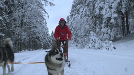 husky dogs dragging a man on a sled, snow falling on them, on a cloudy, winter day, - slow motion shot