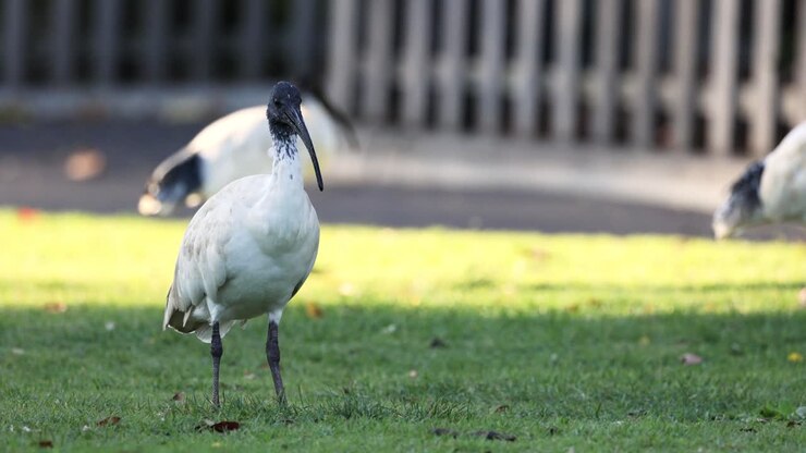 Ibis in cerca di cibo in una zona erbosa