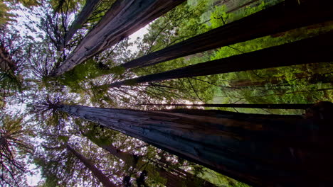 muir woods national monument park with giant towering trees with a panning sideways shot