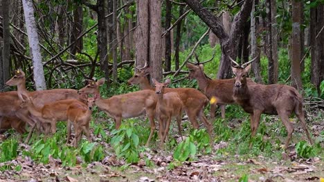 Der-Eldhirsch-Ist-Aufgrund-Von-Lebensraumverlust-Und-Jagd-Eine-Vom-Aussterben-Bedrohte-Art