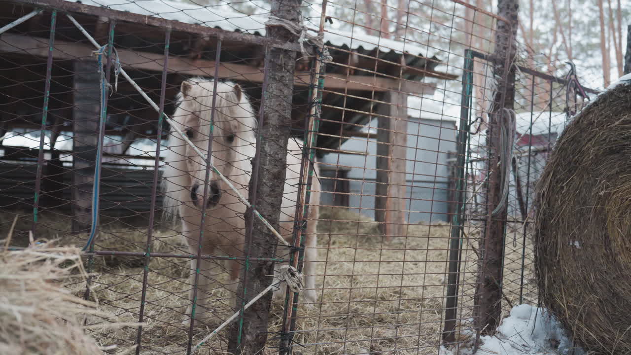 건초 더미 옆 작은 조랑말, 러스틱 와이어 울타리 안의 콤팩트한 말, 아늑한 헛간 구석에서 밖을 내다보는 아주 작은 말, 평화로운 짚으로 덮인 마구간 안 금속 막대 사이로 관찰하는 작은 조랑말