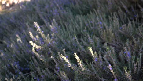 purple-lilies-of-the-field-israel