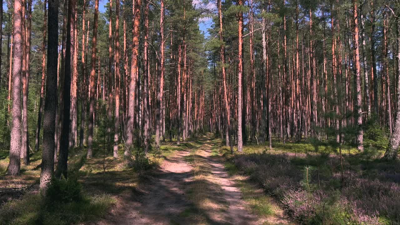 Movimento POV tra pini della foresta lungo un sentiero dritto cinematografico e onirico