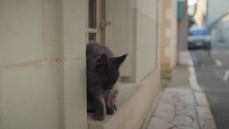 Black-cat-sitting-on-window-ledge-watching-and-jumping-away