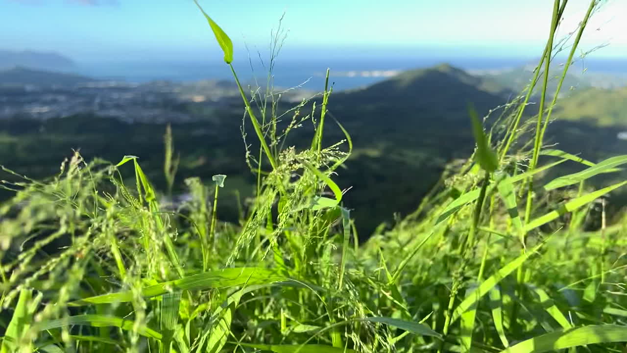 하와이에서 바람에 날리는 gslow motion 가스