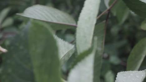 Rain-drop's-on-a-leaves-on-a-backyard,-wind-shaking-leaves-and-the-drop's-fallen-from-leaves-on-the-ground